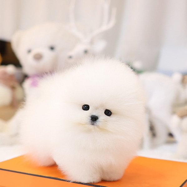 Pomeranian - Sarung (Male) - Image 3