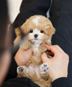 Maltipoo - Ggarung (Female)