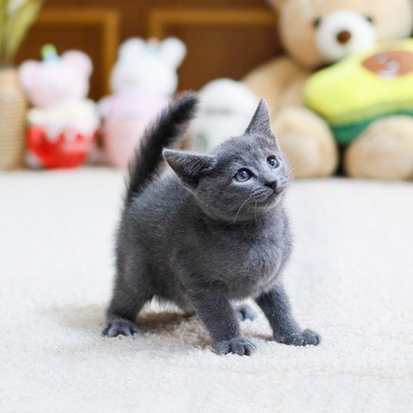 Russian Blue – Mungmung (Female)
