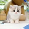 British Shorthair - Nico (Female)