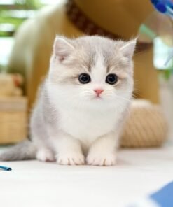 British Shorthair - Nico (Female)