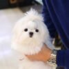 Maltese - Koni (Male)