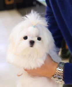 Maltese - Koni (Male)