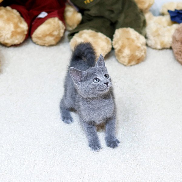 Russian Blue - Mungmung (Female) - Image 5