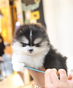 Alternative view of Pomsky - Elsa (Female)