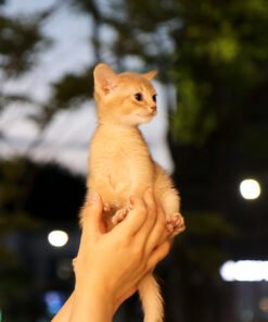 Alternative view of Abyssinian - Roge (Male)