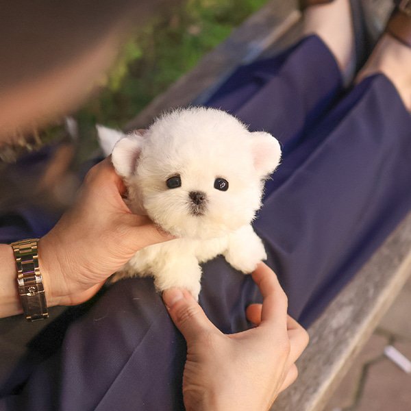Bichon Frise - Harin (Female) - Image 4