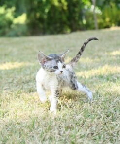 Devon Rex - Kkakdoo (Female)