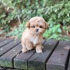 Maltipoo - Heni (Female)