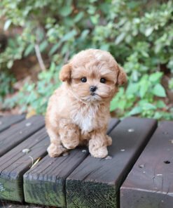 Maltipoo - Heni (Female)