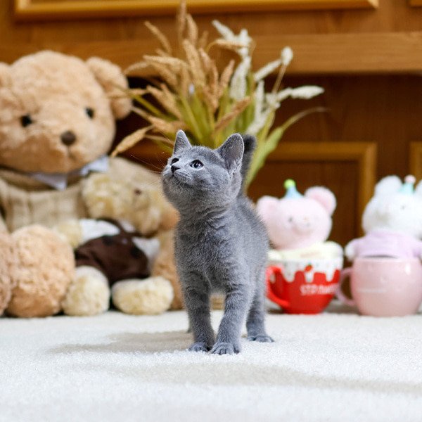 Russian Blue - Mungmung (Female) - Image 2
