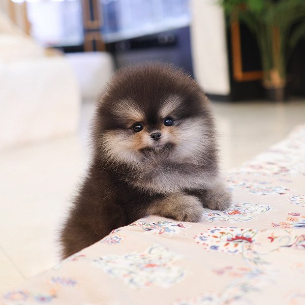 Pomeranian - Mail (Female) - Image 4