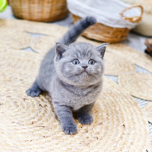 British Shorthair - Dyuo (Female) - Image 5