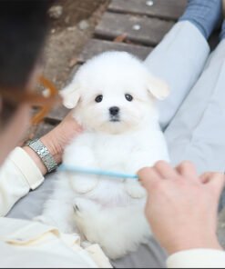 Alternative view of Coton De Tulear - Guksu (Female)