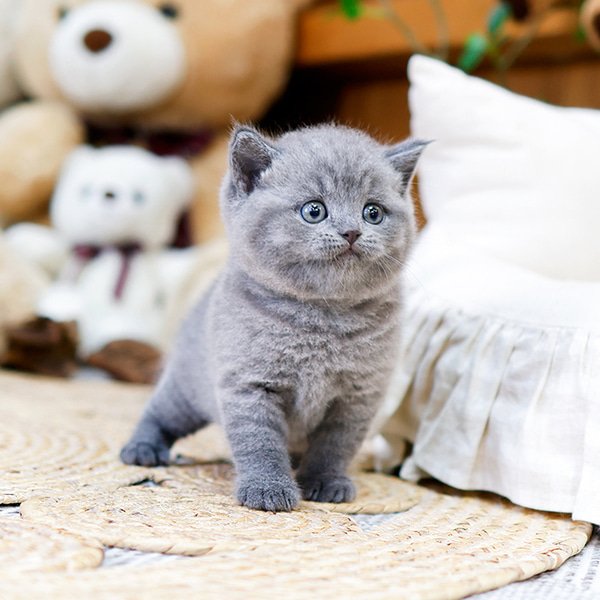 British Shorthair - Dyuo (Female) - Image 4