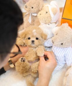 Alternative view of Maltipoo - Boni (Female)