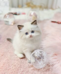 Ragdoll - Gaengmi (Female)