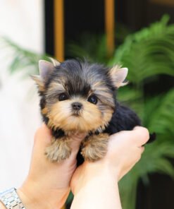 Alternative view of Yorkshire Terrier - Raon (Female)