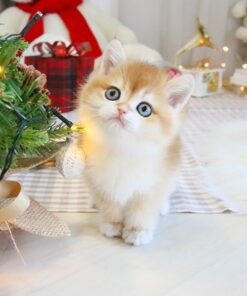 British Shorthair - Godam (Male)