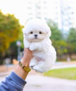 Bichonfrise - Uri (Male)