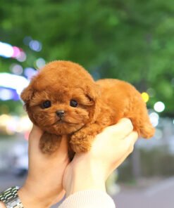 Poodle - Beacca (Female)