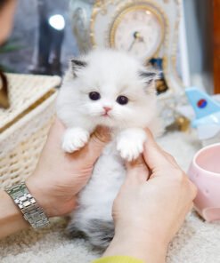 Alternative view of Ragdool - Gongju (Female)