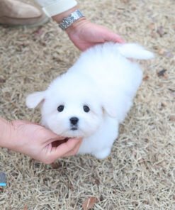 Coton De Tulear - Guksu (Female)