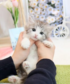 Norwegian Forest cat - Naje (Female)