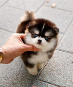 Alternative view of Pomsky - Robo (Male)