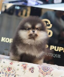 Alternative view of Pomeranian - Mail (Female)