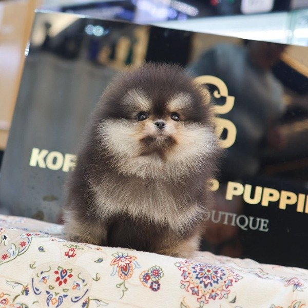 Pomeranian - Mail (Female) - Image 2