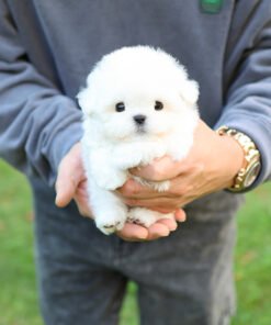 Alternative view of Bichonfrise - Uri (Male)