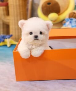 Bichonfrise - Aring (Female)