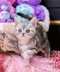 Alternative view of American Shorthair - Horan