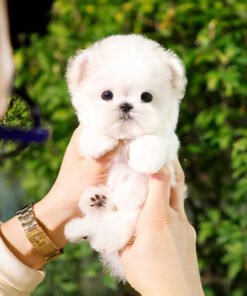 Alternative view of Maltese - Rumi (Female)