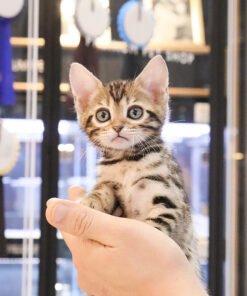 Alternative view of Bengal - Latte Female