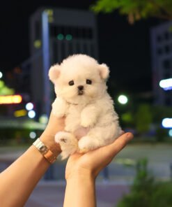 Alternative view of Bichon Frise - Harin (Female)