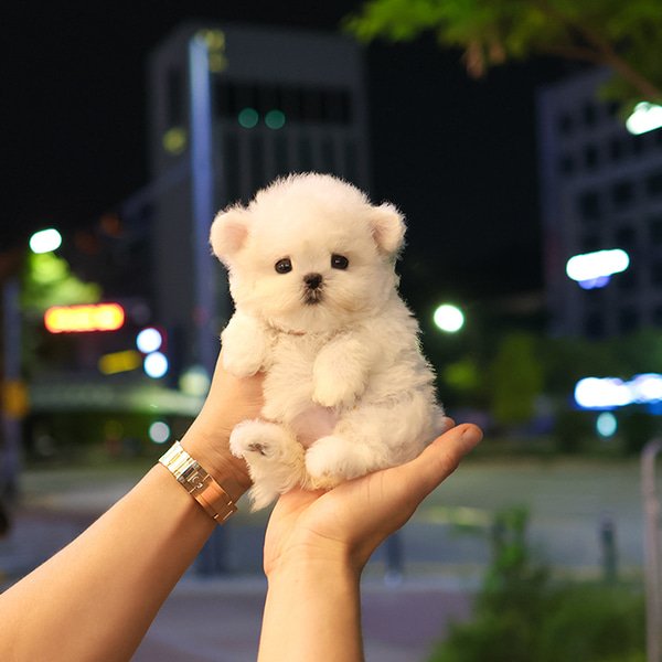 Bichon Frise - Harin (Female) - Image 2