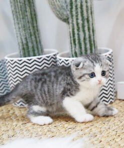 Alternative view of Scottish Fold - Kango