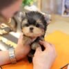 Yorkshire Terrier - Raon (Female)