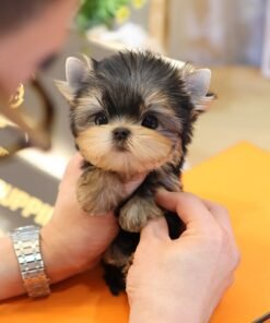 Yorkshire Terrier - Raon (Female)