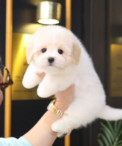 Alternative view of Coton De Tulear - Kongmul (Male)