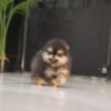 Pomeranian - Tami (Male)