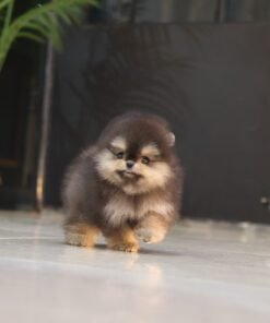 Pomeranian - Tami (Male)
