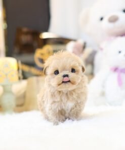 Maltipoo - Angkko (Female)