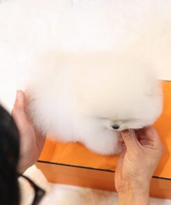 Alternative view of Pomeranian - Sarung (Male)