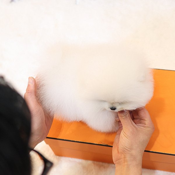 Pomeranian - Sarung (Male) - Image 2