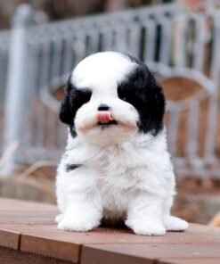 Poodle - Onna (Female)