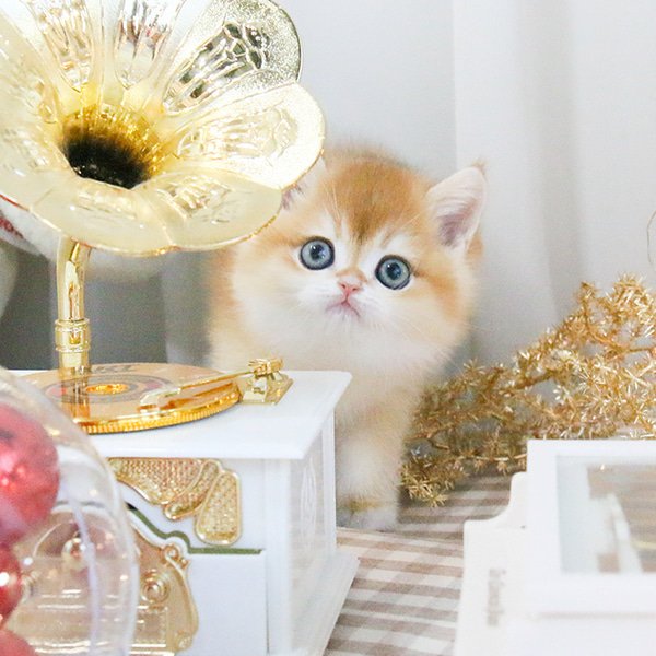 British Shorthair - Godam (Male) - Image 4