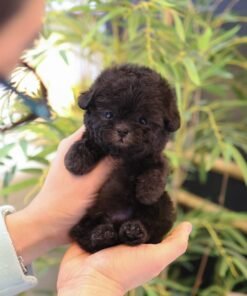 Poodle - Akku (Male)